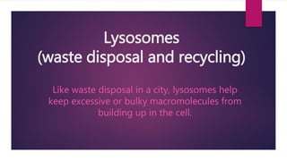 Lysosomes
(waste disposal and recycling)
Like waste disposal in a city, lysosomes help
keep excessive or bulky macromolecules from
building up in the cell.
 