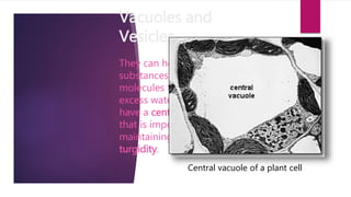 Vacuoles and
Vesicles
They can hold many
substances from organic
molecules to simple
excess water. Plant cells
have a central vacuole
that is important in
maintaining plant
turgidity.
Central vacuole of a plant cell
 