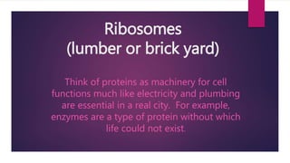 Ribosomes
(lumber or brick yard)
Think of proteins as machinery for cell
functions much like electricity and plumbing
are essential in a real city. For example,
enzymes are a type of protein without which
life could not exist.
 
