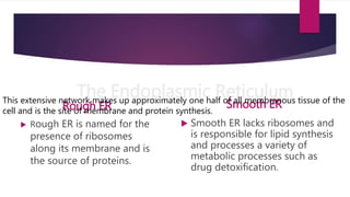 The Endoplasmic Reticulum
Rough ER
 Rough ER is named for the
presence of ribosomes
along its membrane and is
the source of proteins.
Smooth ER
 Smooth ER lacks ribosomes and
is responsible for lipid synthesis
and processes a variety of
metabolic processes such as
drug detoxification.
This extensive network makes up approximately one half of all membranous tissue of the
cell and is the site of membrane and protein synthesis.
 