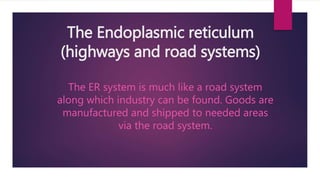The Endoplasmic reticulum
(highways and road systems)
The ER system is much like a road system
along which industry can be found. Goods are
manufactured and shipped to needed areas
via the road system.
 