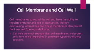 Cell Membrane and Cell Wall
Cell membranes surround the cell and have the ability to
regulate entrance and exit of substances, thereby
maintaining internal balance. These membranes also protect
the inner cell from outside forces.
 Cell walls are much stronger than cell membranes and protect
cells from lysing (exploding) in extremely hypotonic (diluted)
solutions.
 