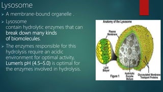 Cell organells [autosaved] | PPTX