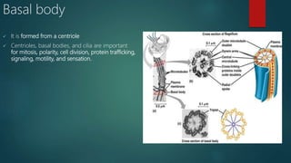 Cell organells [autosaved] | PPTX