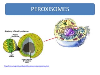 Perixomas CELL ORGANELS AND FUNCTION.pptx