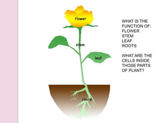 WHAT IS THE
FUNCTION OF:
FLOWER
STEM
LEAF
ROOTS
WHAT ARE THE
CELLS INSIDE
THOSE PARTS
OF PLANT?

 