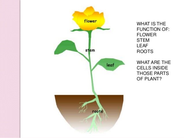 Cell organisation in plants
