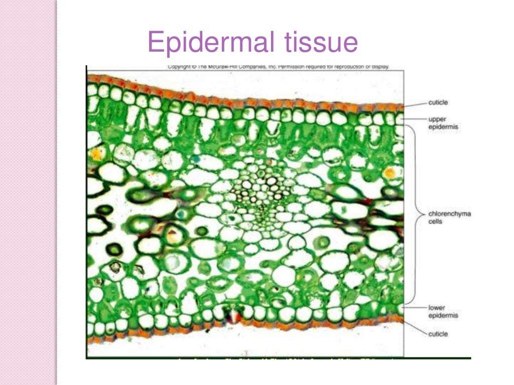 Cell organisation in plants