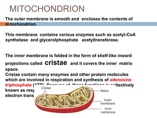 human cell anatomy and function | PPTX