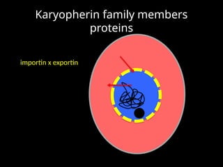 Karyopherins Function Cell_Ozgur_Cinar.ppmlhgdfnkıhvhgyuıugytx | PPTX