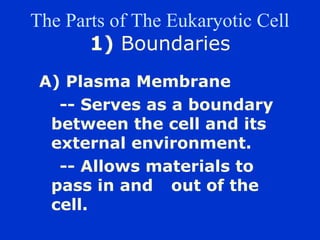 The Parts of The Eukaryotic Cell
       1) Boundaries
 A) Plasma Membrane
   -- Serves as a boundary
  between the cell and its
  external environment.
   -- Allows materials to
  pass in and out of the
  cell.
 