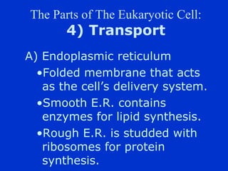 The Parts of The Eukaryotic Cell:
       4) Transport
A) Endoplasmic reticulum
  ?Folded membrane that acts
   as the cells delivery system.
  ?Smooth E.R. contains
   enzymes for lipid synthesis.
  ?Rough E.R. is studded with
   ribosomes for protein
   synthesis.
 