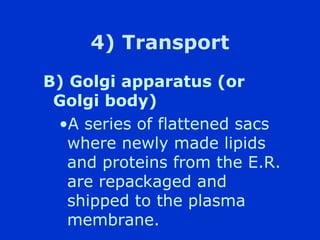 4) Transport
B) Golgi apparatus (or
 Golgi body)
 ?A series of flattened sacs
   where newly made lipids
   and proteins from the E.R.
   are repackaged and
   shipped to the plasma
   membrane.
 
