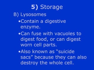 5) Storage
B) Lysosomes
  ?Contain a digestive
   enzyme.
  ?Can fuse with vacuoles to
   digest food, or can digest
   worn cell parts.
  ?Also known as suicide
   sacs because they can also
   destroy the whole cell.
 