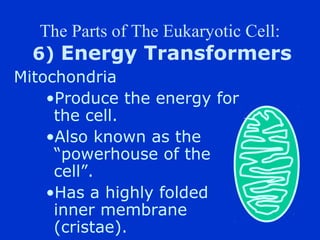The Parts of The Eukaryotic Cell:
  6) Energy Transformers
Mitochondria
    ?Produce the energy for
     the cell.
    ?Also known as the
     powerhouse of the
     cell.
    ?Has a highly folded
     inner membrane
     (cristae).
 