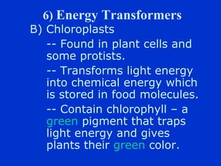 6) Energy Transformers
B) Chloroplasts
   -- Found in plant cells and
   some protists.
   -- Transforms light energy
   into chemical energy which
   is stored in food molecules.
   -- Contain chlorophyll C a
   green pigment that traps
   light energy and gives
   plants their green color.
 