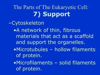 The Parts of The Eukaryotic Cell:
         7) Support
CCytoskeleton
  ?A network of thin, fibrous
   materials that act as a scaffold
   and support the organelles.
  ?Microtubules C hollow filaments
   of protein.
  ?Microfilaments C solid filaments
   of protein.
 