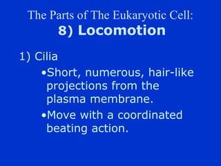 The Parts of The Eukaryotic Cell:
      8) Locomotion

1) Cilia
    ?Short, numerous, hair-like
     projections from the
     plasma membrane.
    ?Move with a coordinated
     beating action.
 