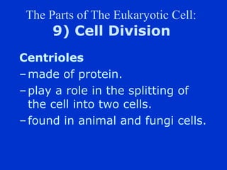 The Parts of The Eukaryotic Cell:
      9) Cell Division
Centrioles
C made of protein.
C play a role in the splitting of
  the cell into two cells.
C found in animal and fungi cells.
 