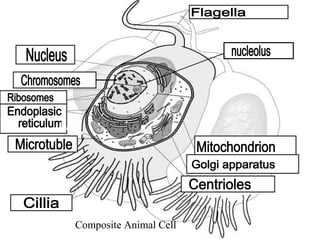 Composite Animal Cell
 