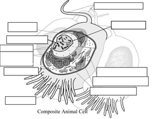 Composite Animal Cell
 