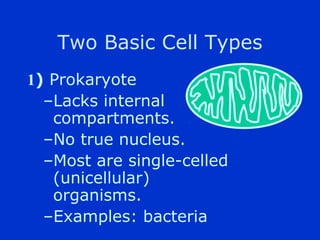 Two Basic Cell Types
1) Prokaryote
  CLacks internal
   compartments.
  CNo true nucleus.
  CMost are single-celled
   (unicellular)
   organisms.
  CExamples: bacteria
 