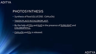 ADITYA
ADITYA
PHOTOSYNTHESIS
• Synthesis of food (GLUCOSE : C6H12O6)
• TAKEN PLACE IN CHLOROPLAST.
• By the help of CO2 and H2O in the presence of SUNLIGHT and
CHLOROPHYLL.
• C6H12O6 and O2 is released.