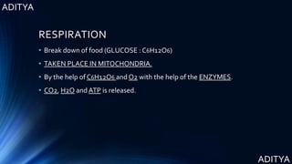ADITYA
ADITYA
RESPIRATION
• Break down of food (GLUCOSE : C6H12O6)
• TAKEN PLACE IN MITOCHONDRIA.
• By the help of C6H12O6 and O2 with the help of the ENZYMES.
• CO2, H2O and ATP is released.