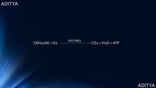 ADITYA
ADITYA
C6H12O6 + O2 CO2 + H2O + ATP
ENZYMES