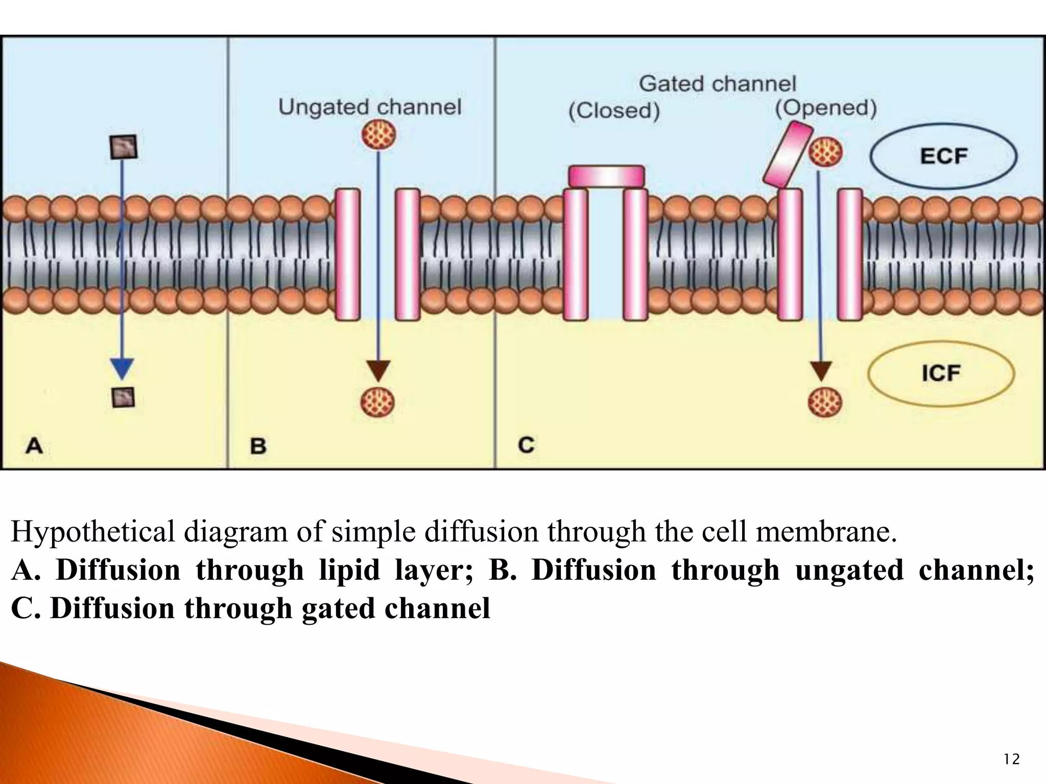 12
Hypothetical diagram of simple diffusion through the cell membrane.
A. Diffusion through lipid layer; B. Diffusion through ungated channel;
C. Diffusion through gated channel
 