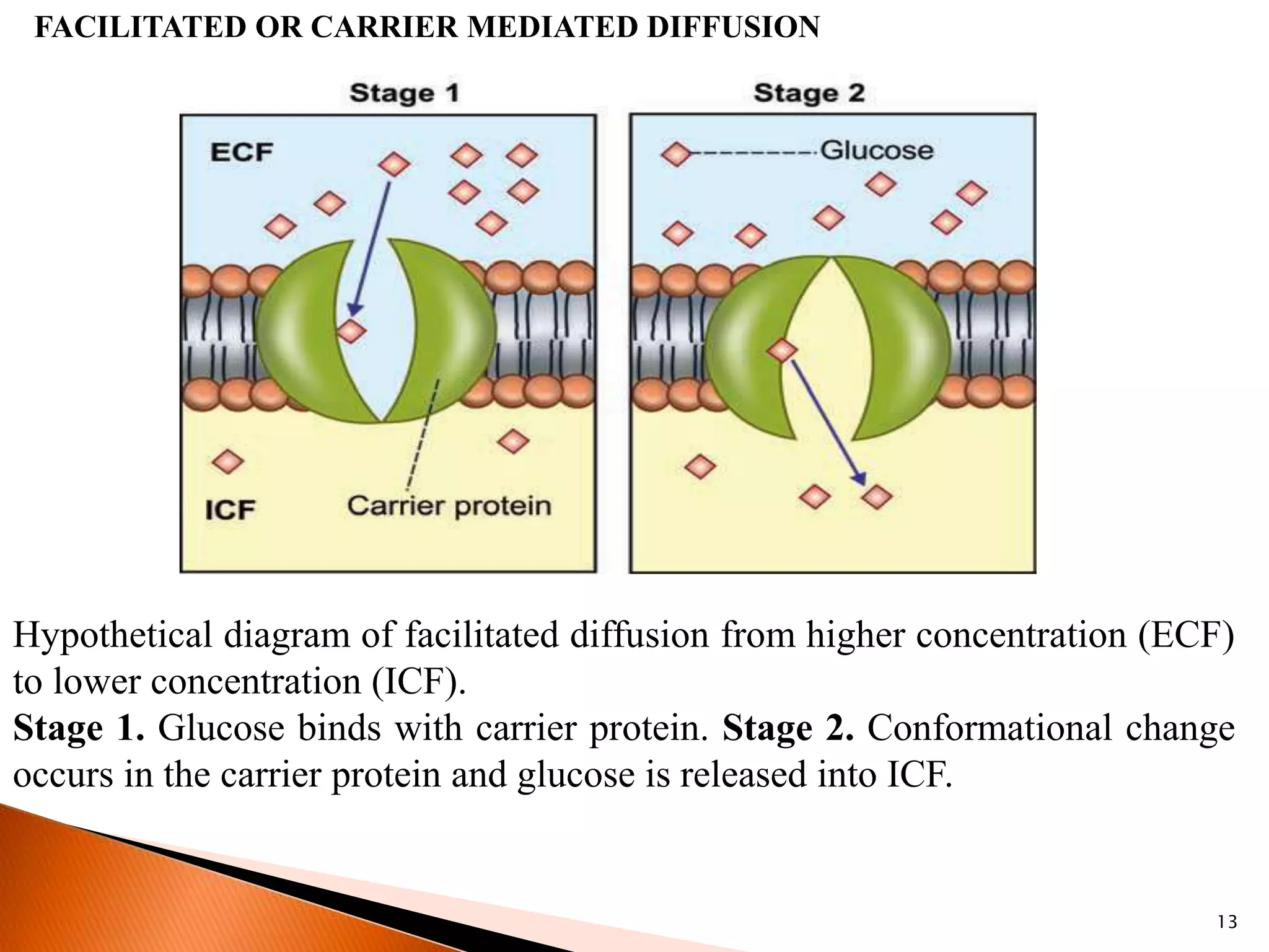 13
FACILITATED OR CARRIER MEDIATED DIFFUSION
Hypothetical diagram of facilitated diffusion from higher concentration (ECF)
to lower concentration (ICF).
Stage 1. Glucose binds with carrier protein. Stage 2. Conformational change
occurs in the carrier protein and glucose is released into ICF.
 