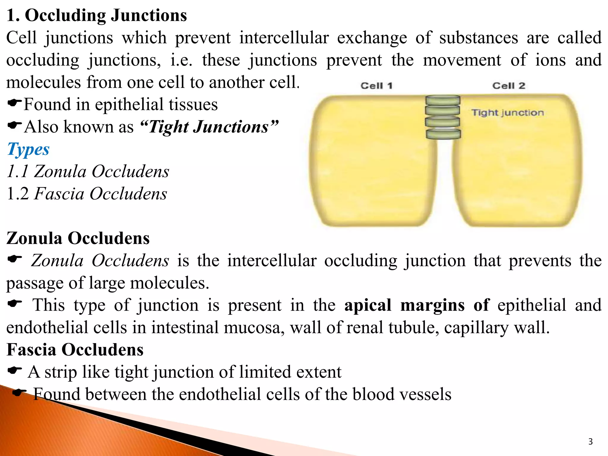 1. Occluding Junctions
Cell junctions which prevent intercellular exchange of substances are called
occluding junctions, i.e. these junctions prevent the movement of ions and
molecules from one cell to another cell.
Found in epithelial tissues
Also known as “Tight Junctions”
Types
1.1 Zonula Occludens
1.2 Fascia Occludens
Zonula Occludens
 Zonula Occludens is the intercellular occluding junction that prevents the
passage of large molecules.
 This type of junction is present in the apical margins of epithelial and
endothelial cells in intestinal mucosa, wall of renal tubule, capillary wall.
Fascia Occludens
 A strip like tight junction of limited extent
 Found between the endothelial cells of the blood vessels
3
 