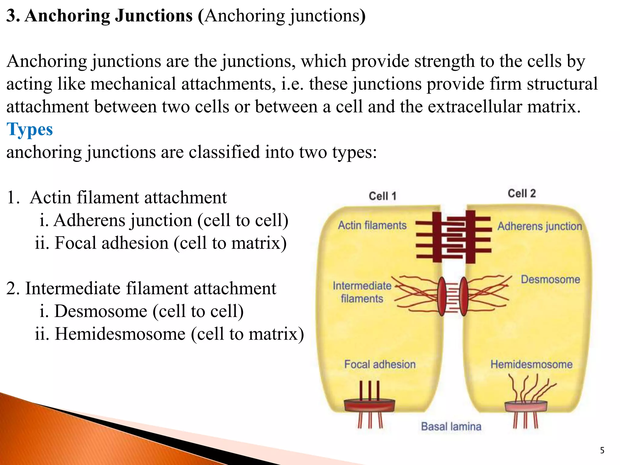 3. Anchoring Junctions (Anchoring junctions)
Anchoring junctions are the junctions, which provide strength to the cells by
acting like mechanical attachments, i.e. these junctions provide firm structural
attachment between two cells or between a cell and the extracellular matrix.
Types
anchoring junctions are classified into two types:
1. Actin filament attachment
i. Adherens junction (cell to cell)
ii. Focal adhesion (cell to matrix)
2. Intermediate filament attachment
i. Desmosome (cell to cell)
ii. Hemidesmosome (cell to matrix)
5
 