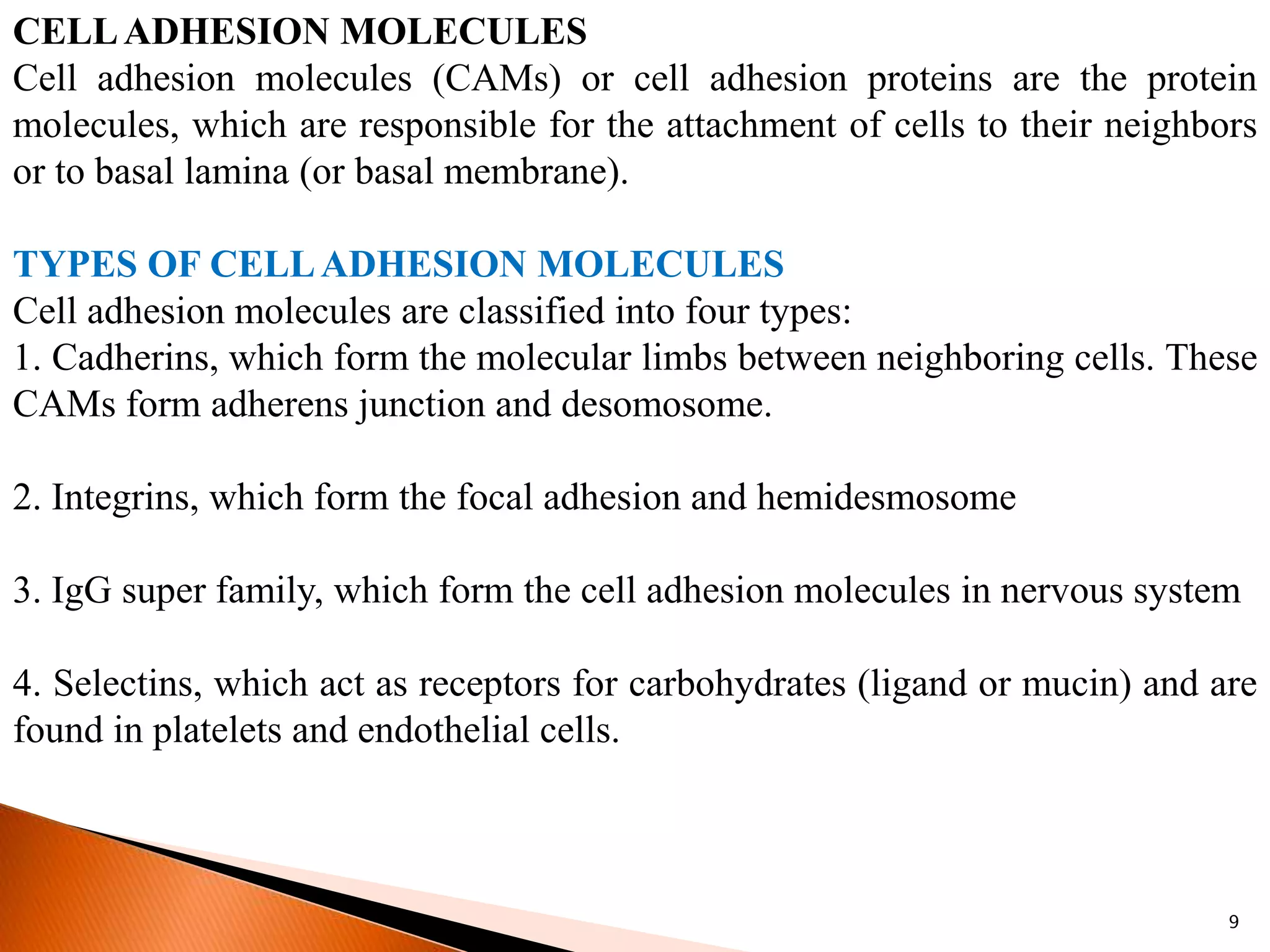 9
CELLADHESION MOLECULES
Cell adhesion molecules (CAMs) or cell adhesion proteins are the protein
molecules, which are responsible for the attachment of cells to their neighbors
or to basal lamina (or basal membrane).
TYPES OF CELLADHESION MOLECULES
Cell adhesion molecules are classified into four types:
1. Cadherins, which form the molecular limbs between neighboring cells. These
CAMs form adherens junction and desomosome.
2. Integrins, which form the focal adhesion and hemidesmosome
3. IgG super family, which form the cell adhesion molecules in nervous system
4. Selectins, which act as receptors for carbohydrates (ligand or mucin) and are
found in platelets and endothelial cells.
 