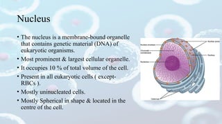 Cell (Part One) - parts and anatomy given | PPTX