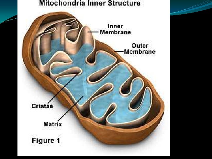 Cell parts