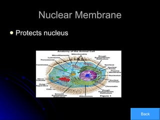 Nuclear Membrane Protects nucleus Back