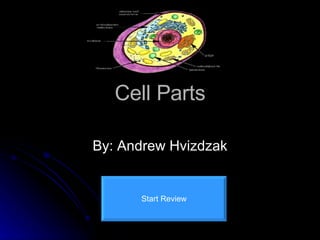 Cell Parts By: Andrew Hvizdzak Start Review 