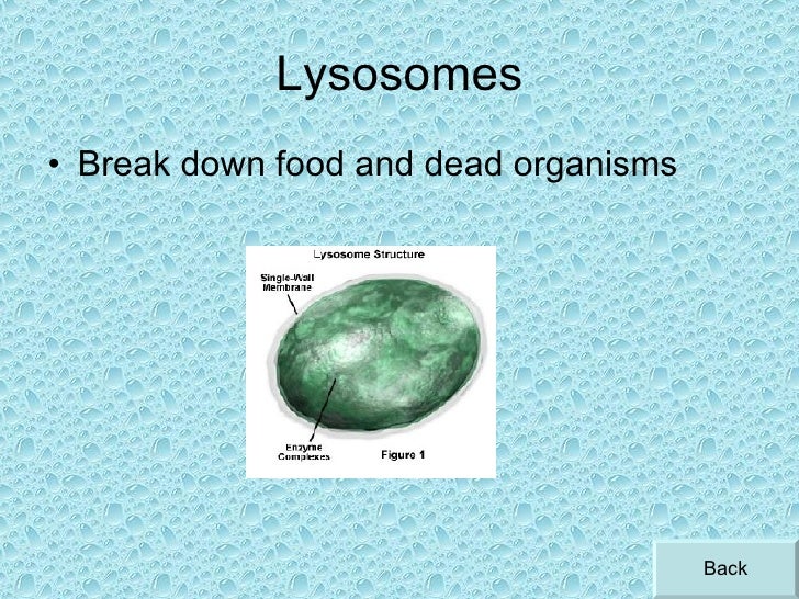 cell parts