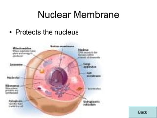 Nuclear Membrane Protects the nucleus Back