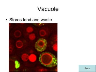 Vacuole Stores food and waste Back