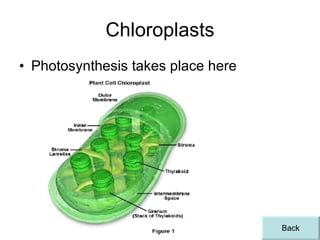 Chloroplasts Photosynthesis takes place here Back