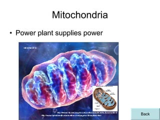 Mitochondria Power plant supplies power Back