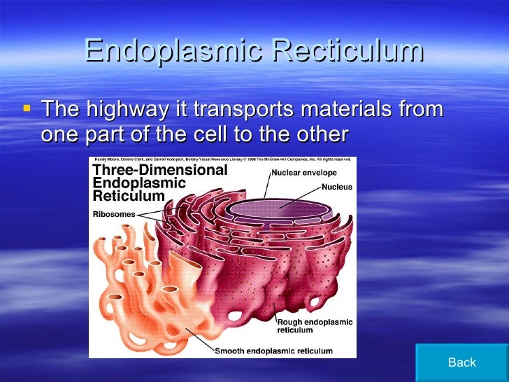 Cell Membrane 3 Main Parts Simple : Functions and Diagram
