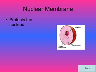 Nuclear Membrane Protects the nucleus Back 