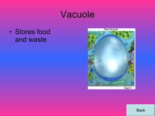 Vacuole Stores food and waste Back 