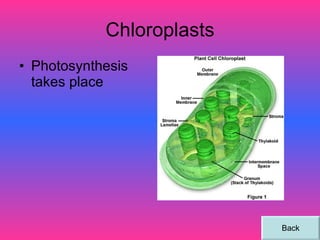 Chloroplasts Photosynthesis takes place Back 