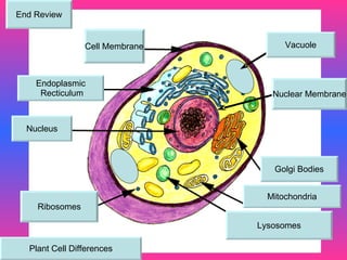 Cell Membrane Endoplasmic Recticulum Nucleus Ribosomes Golgi Bodies Mitochondria Lysosomes Nuclear Membrane Vacuole Plant Cell Differences End Review 