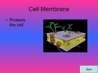 Cell Membrane Protects the cell Back 