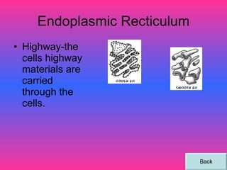 Endoplasmic Recticulum Highway-the cells highway materials are carried through the cells. Back 